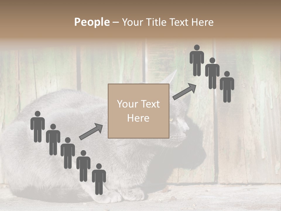 A Gray Cat Is Standing In Front Of A Wooden Fence PowerPoint Template