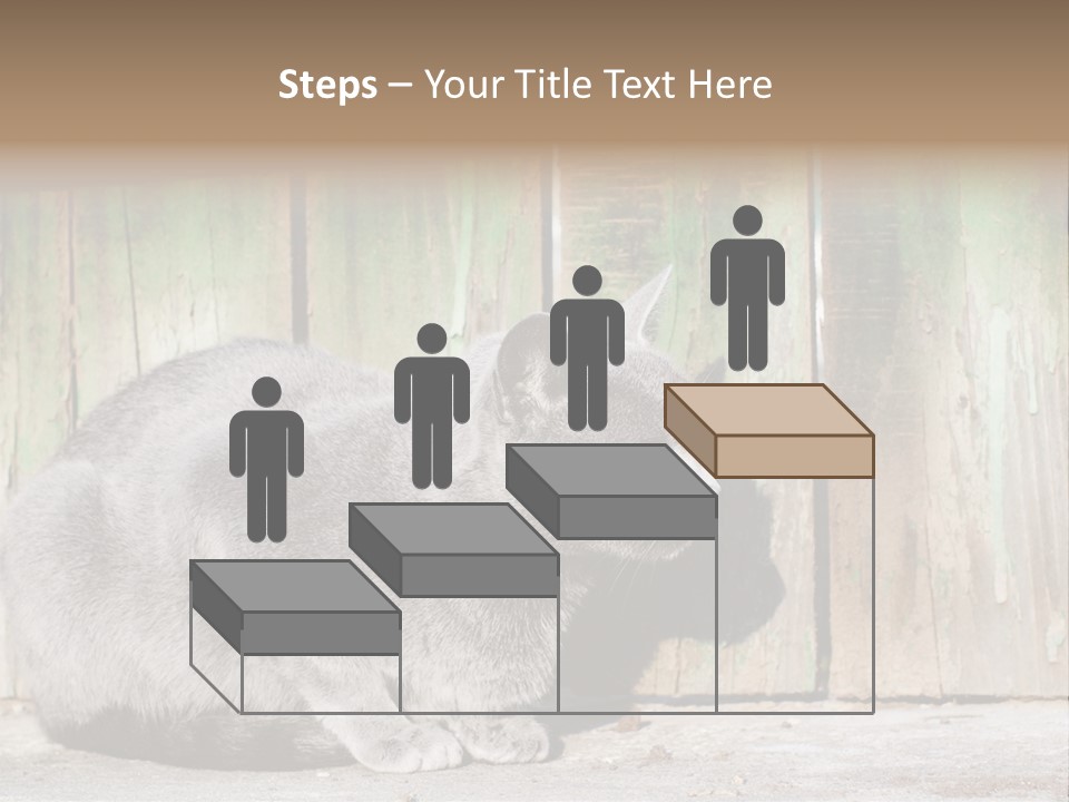 A Gray Cat Is Standing In Front Of A Wooden Fence PowerPoint Template