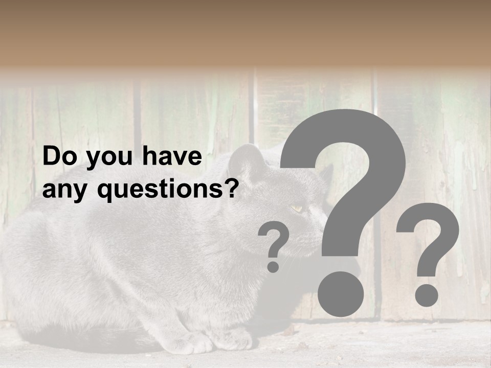 A Gray Cat Is Standing In Front Of A Wooden Fence PowerPoint Template