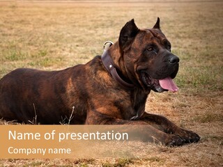 A Large Brown Dog Laying On Top Of A Dry Grass Field PowerPoint Template