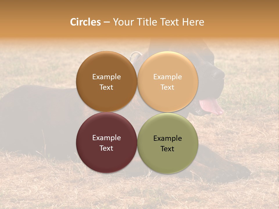 A Large Brown Dog Laying On Top Of A Dry Grass Field PowerPoint Template