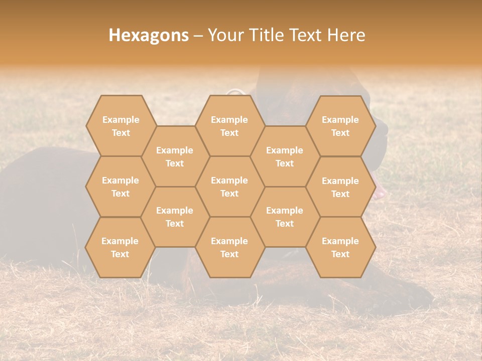 A Large Brown Dog Laying On Top Of A Dry Grass Field PowerPoint Template