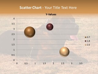 A Large Brown Dog Laying On Top Of A Dry Grass Field PowerPoint Template