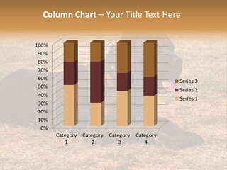 A Large Brown Dog Laying On Top Of A Dry Grass Field PowerPoint Template