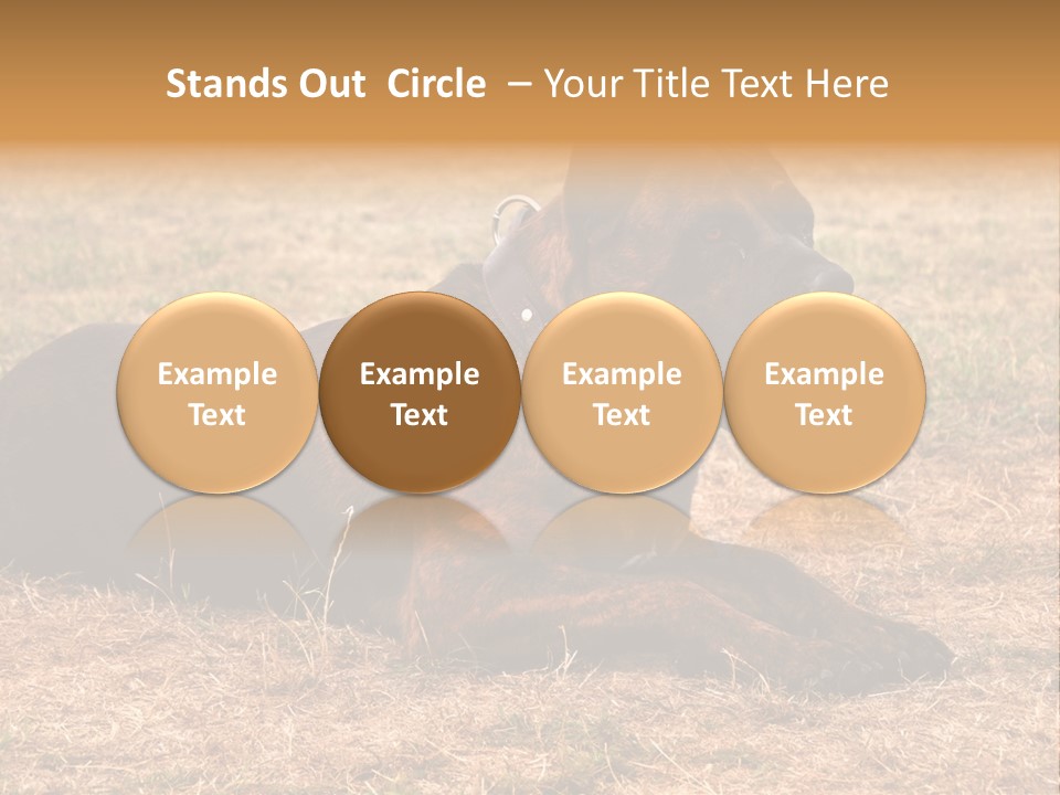A Large Brown Dog Laying On Top Of A Dry Grass Field PowerPoint Template