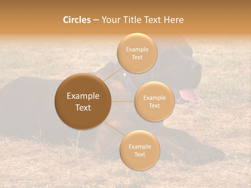 A Large Brown Dog Laying On Top Of A Dry Grass Field PowerPoint Template