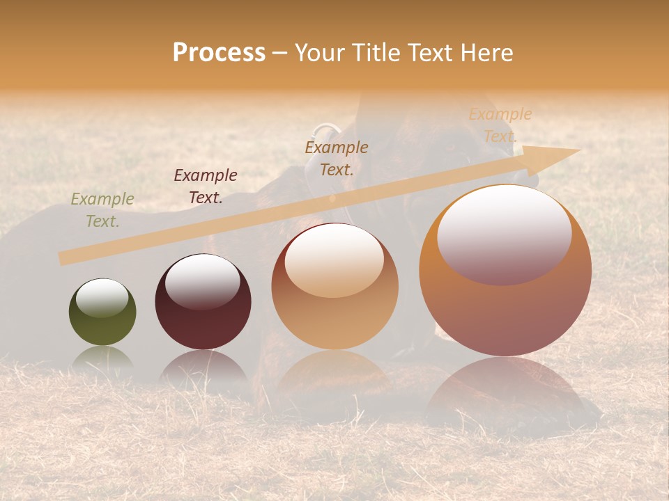 A Large Brown Dog Laying On Top Of A Dry Grass Field PowerPoint Template