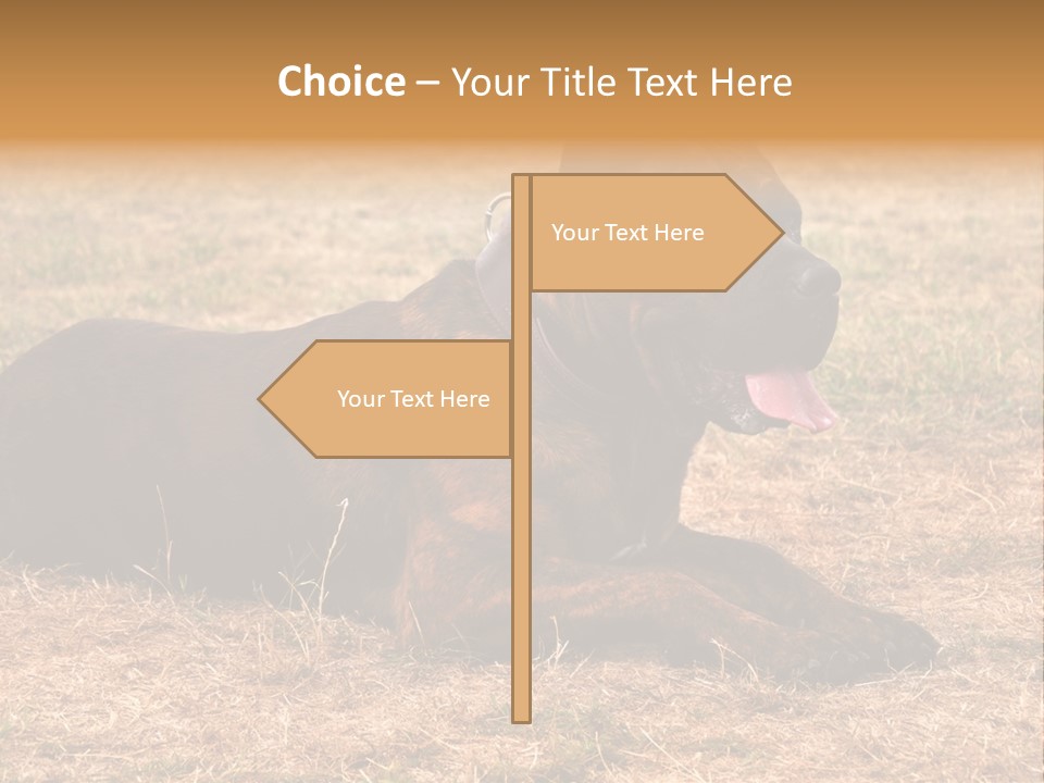 A Large Brown Dog Laying On Top Of A Dry Grass Field PowerPoint Template