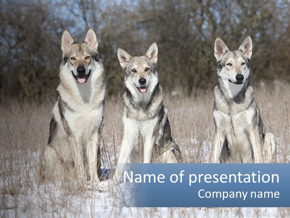 Three Dogs Are Sitting In A Snowy Field PowerPoint Template