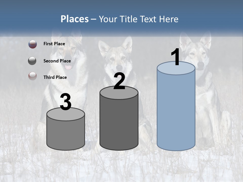 Three Dogs Are Sitting In A Snowy Field PowerPoint Template