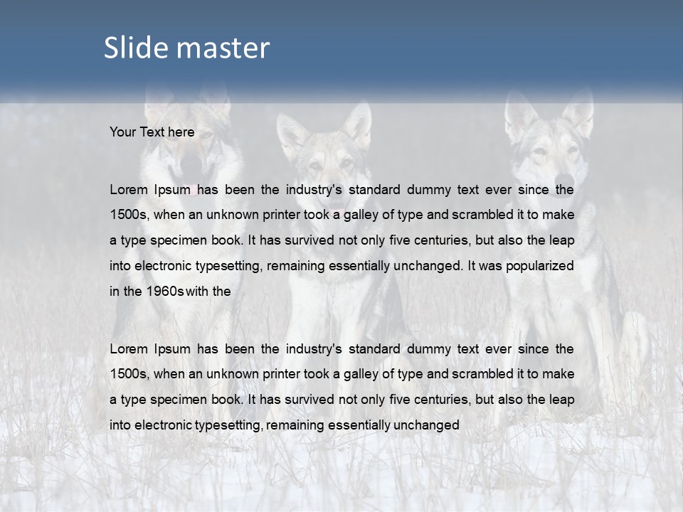 Three Dogs Are Sitting In A Snowy Field PowerPoint Template