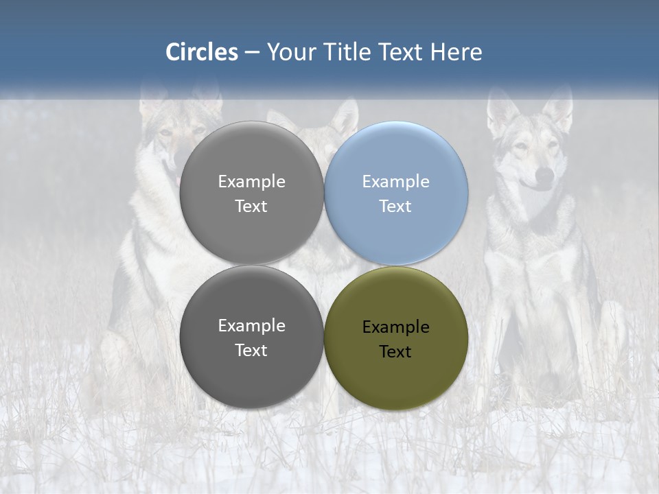 Three Dogs Are Sitting In A Snowy Field PowerPoint Template