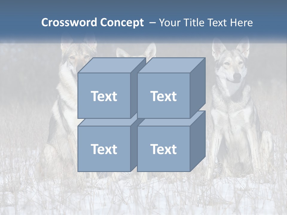 Three Dogs Are Sitting In A Snowy Field PowerPoint Template
