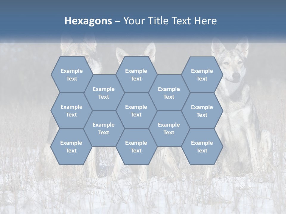 Three Dogs Are Sitting In A Snowy Field PowerPoint Template