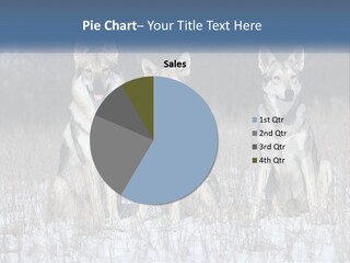 Three Dogs Are Sitting In A Snowy Field PowerPoint Template