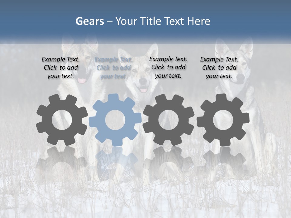 Three Dogs Are Sitting In A Snowy Field PowerPoint Template