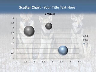 Three Dogs Are Sitting In A Snowy Field PowerPoint Template