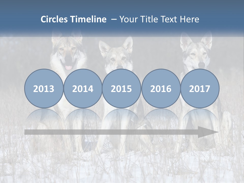 Three Dogs Are Sitting In A Snowy Field PowerPoint Template