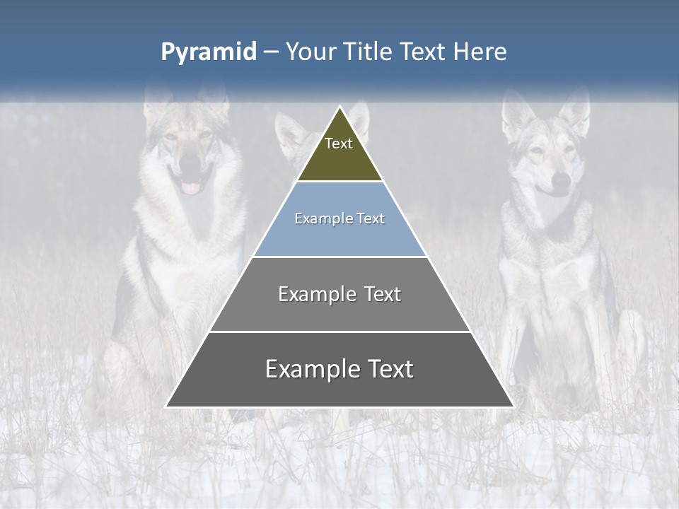 Three Dogs Are Sitting In A Snowy Field PowerPoint Template