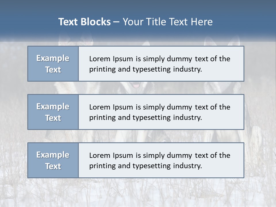 Three Dogs Are Sitting In A Snowy Field PowerPoint Template