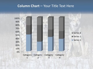 Three Dogs Are Sitting In A Snowy Field PowerPoint Template