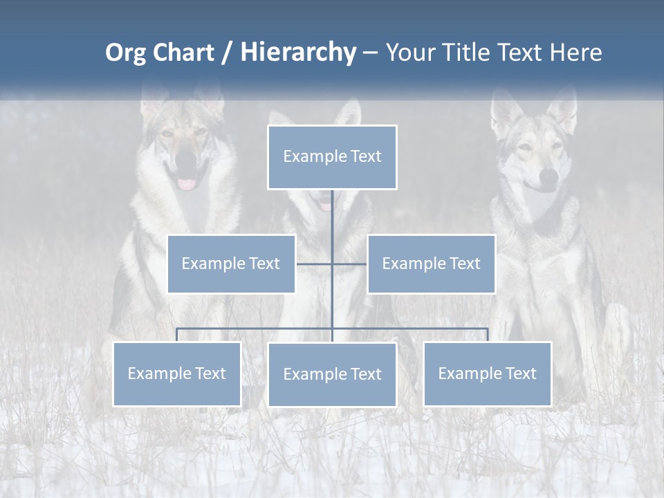 Three Dogs Are Sitting In A Snowy Field PowerPoint Template