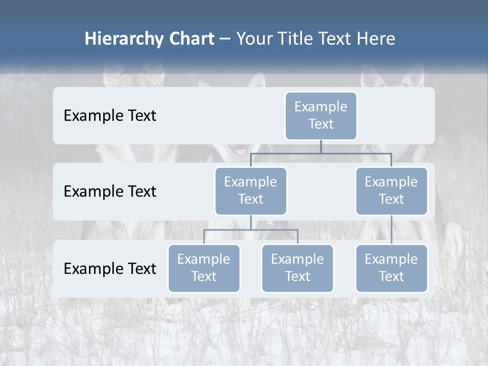 Three Dogs Are Sitting In A Snowy Field PowerPoint Template