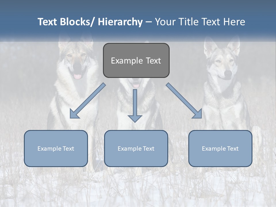 Three Dogs Are Sitting In A Snowy Field PowerPoint Template