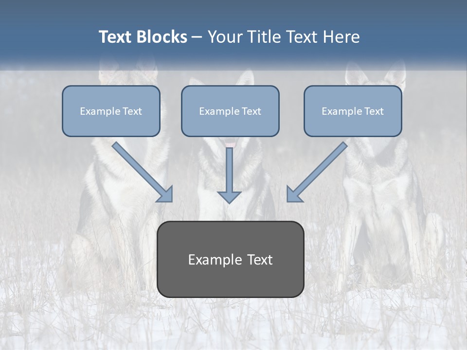 Three Dogs Are Sitting In A Snowy Field PowerPoint Template
