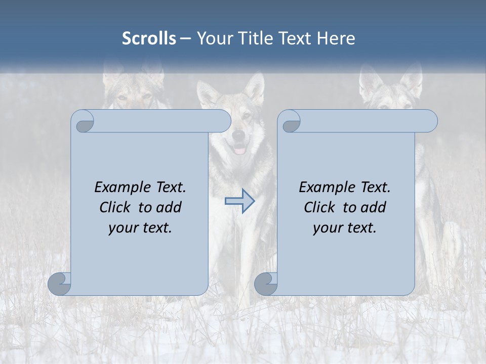 Three Dogs Are Sitting In A Snowy Field PowerPoint Template