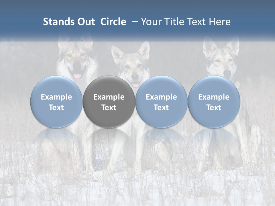 Three Dogs Are Sitting In A Snowy Field PowerPoint Template