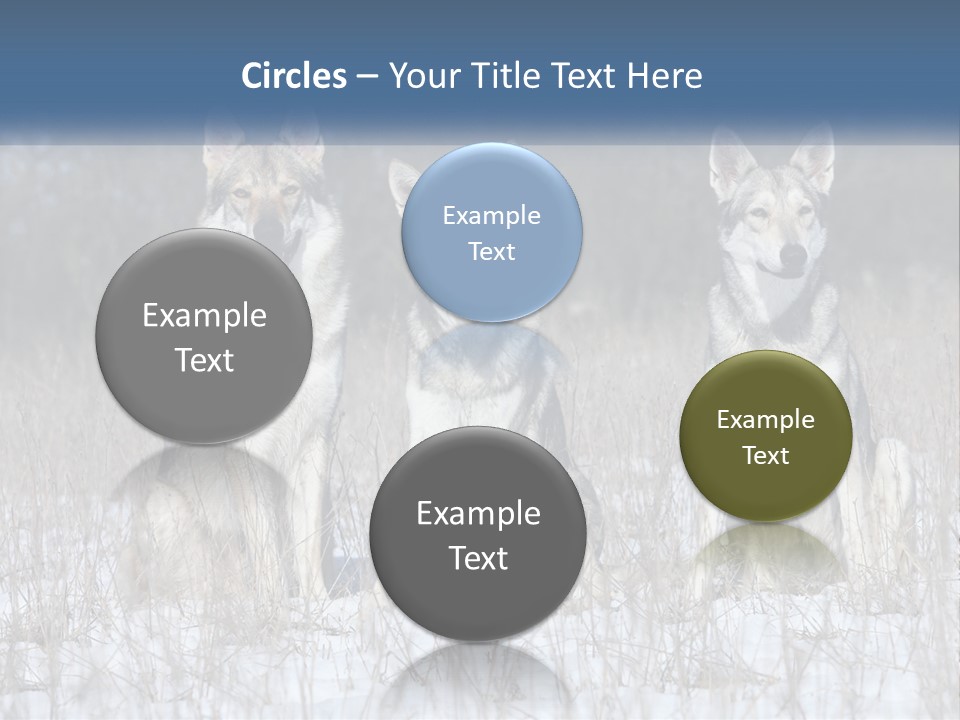 Three Dogs Are Sitting In A Snowy Field PowerPoint Template