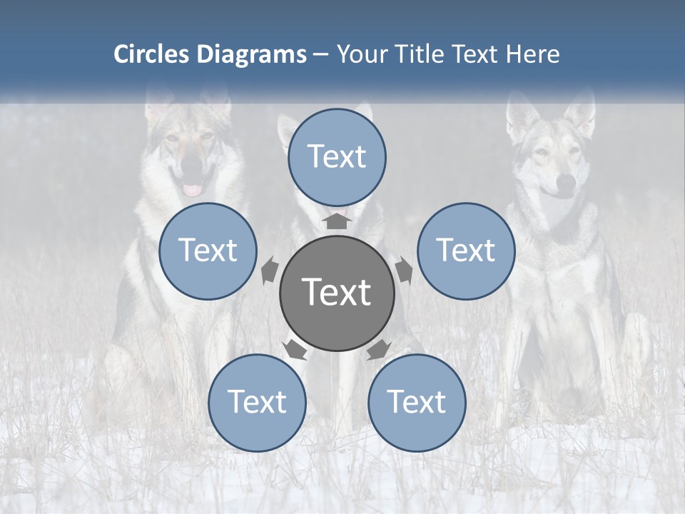 Three Dogs Are Sitting In A Snowy Field PowerPoint Template