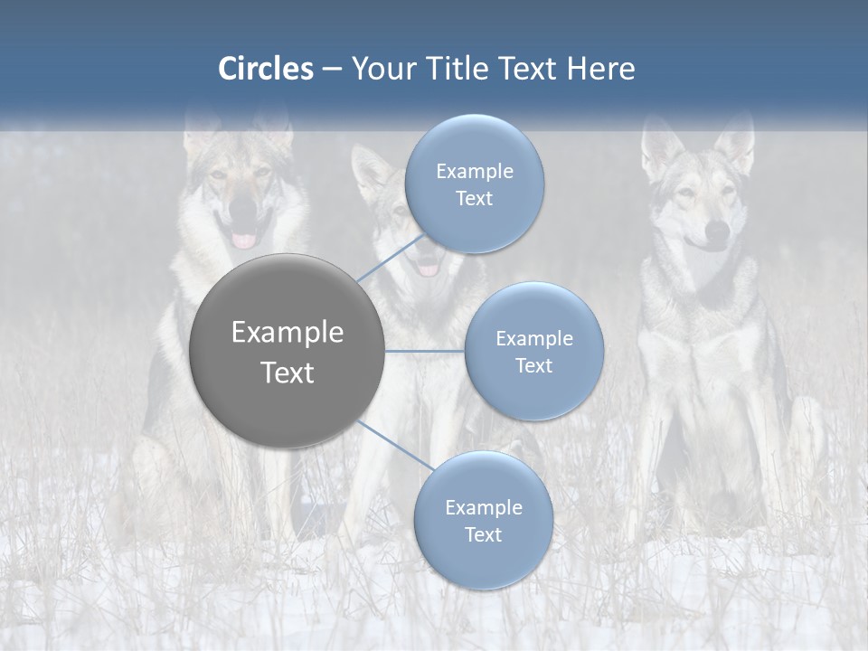Three Dogs Are Sitting In A Snowy Field PowerPoint Template