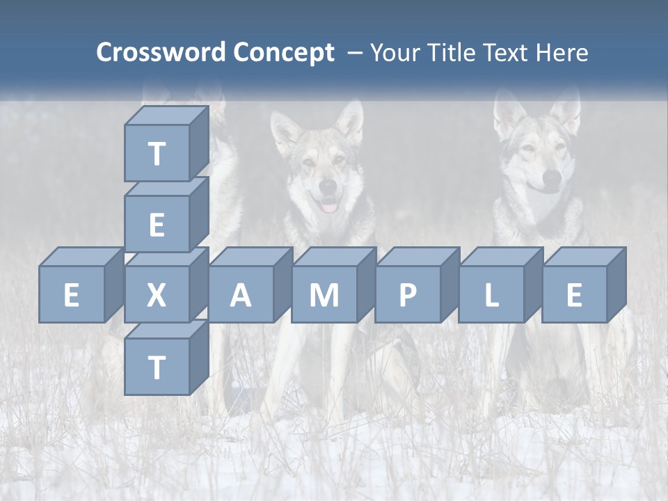 Three Dogs Are Sitting In A Snowy Field PowerPoint Template