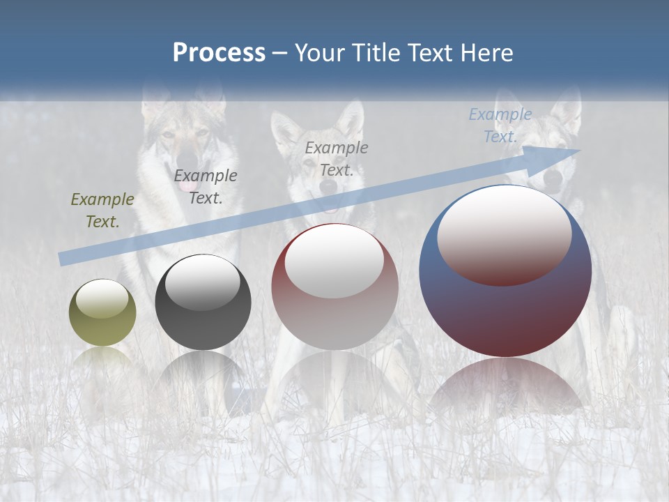 Three Dogs Are Sitting In A Snowy Field PowerPoint Template