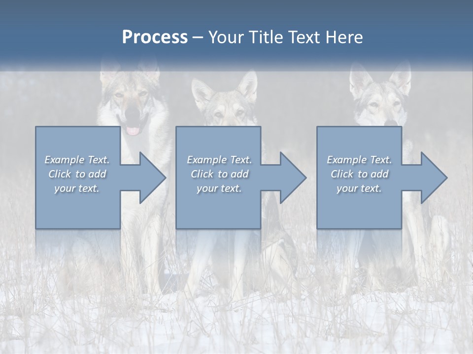 Three Dogs Are Sitting In A Snowy Field PowerPoint Template
