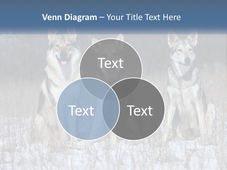 Three Dogs Are Sitting In A Snowy Field PowerPoint Template