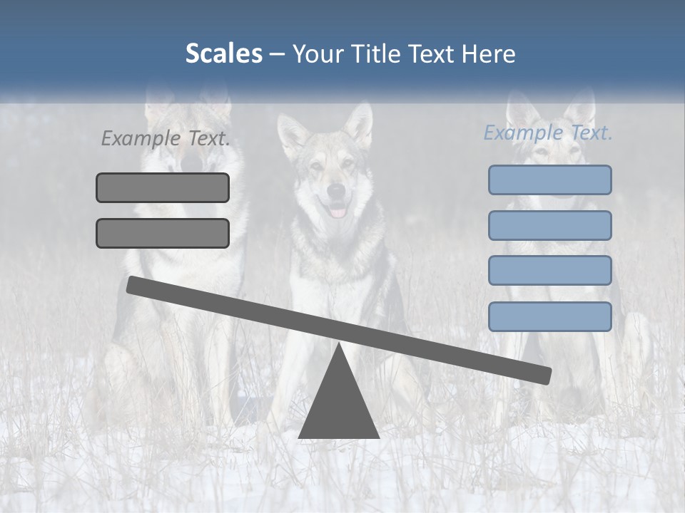 Three Dogs Are Sitting In A Snowy Field PowerPoint Template