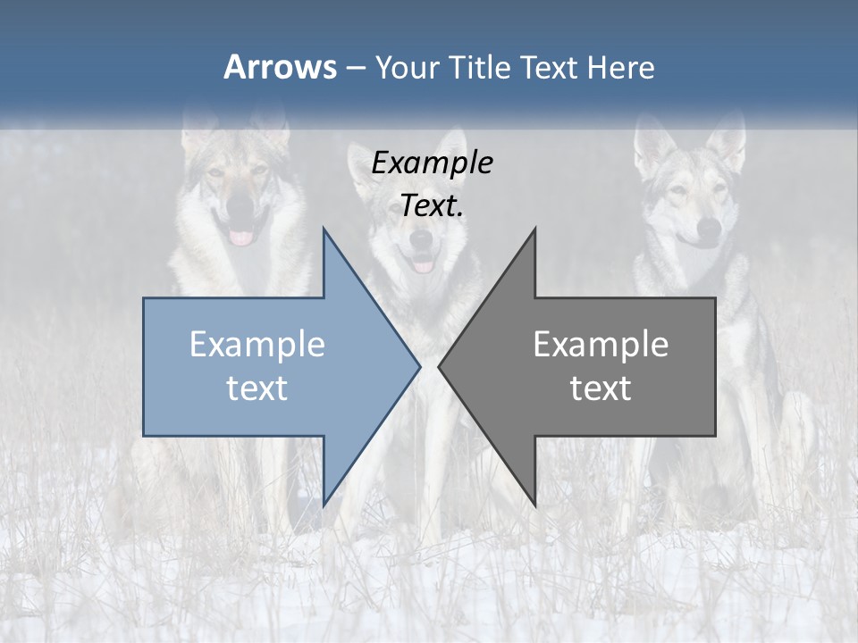 Three Dogs Are Sitting In A Snowy Field PowerPoint Template