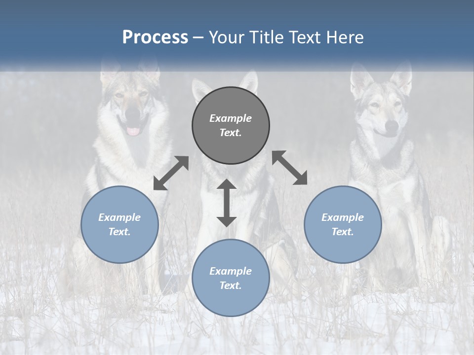 Three Dogs Are Sitting In A Snowy Field PowerPoint Template