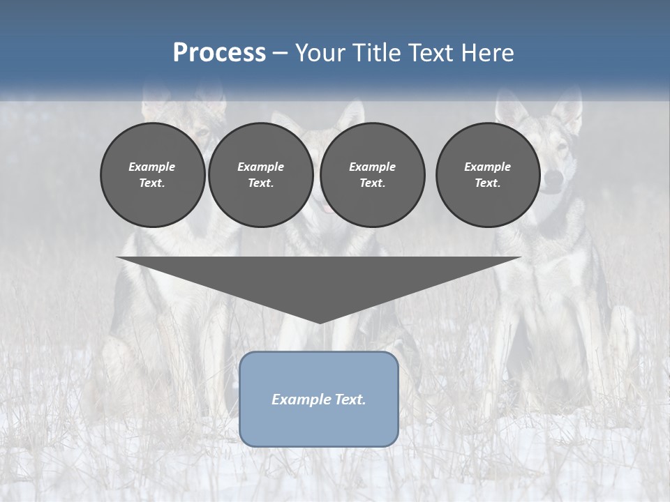 Three Dogs Are Sitting In A Snowy Field PowerPoint Template