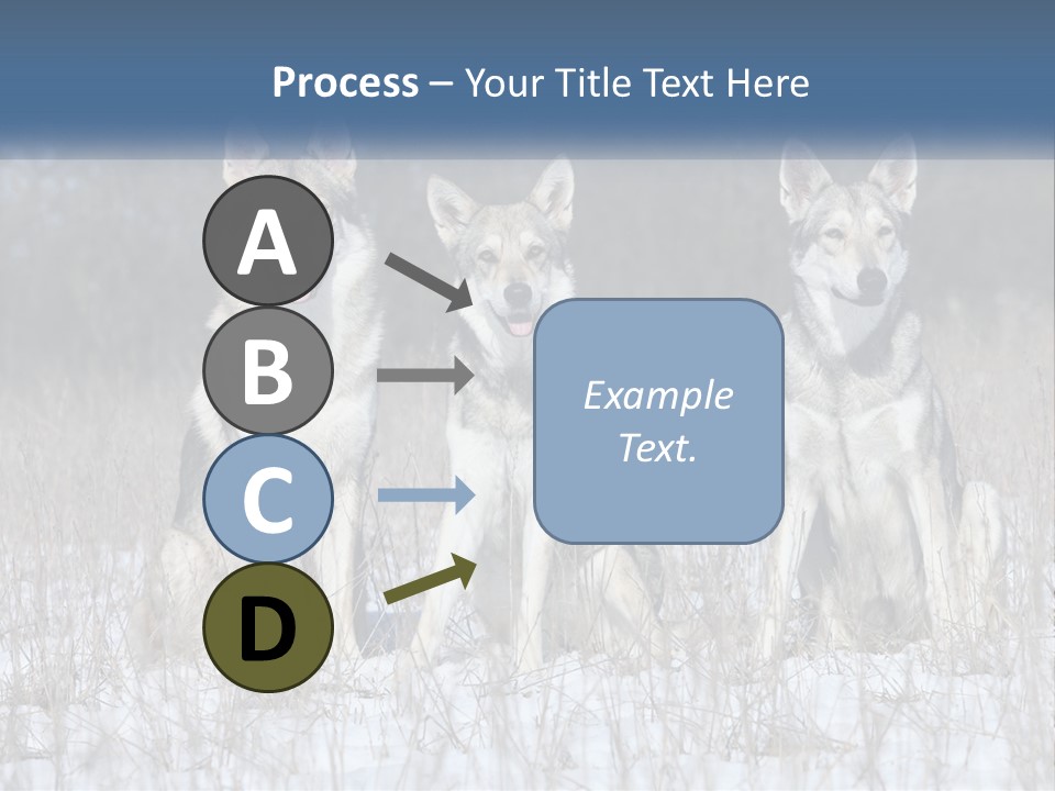 Three Dogs Are Sitting In A Snowy Field PowerPoint Template