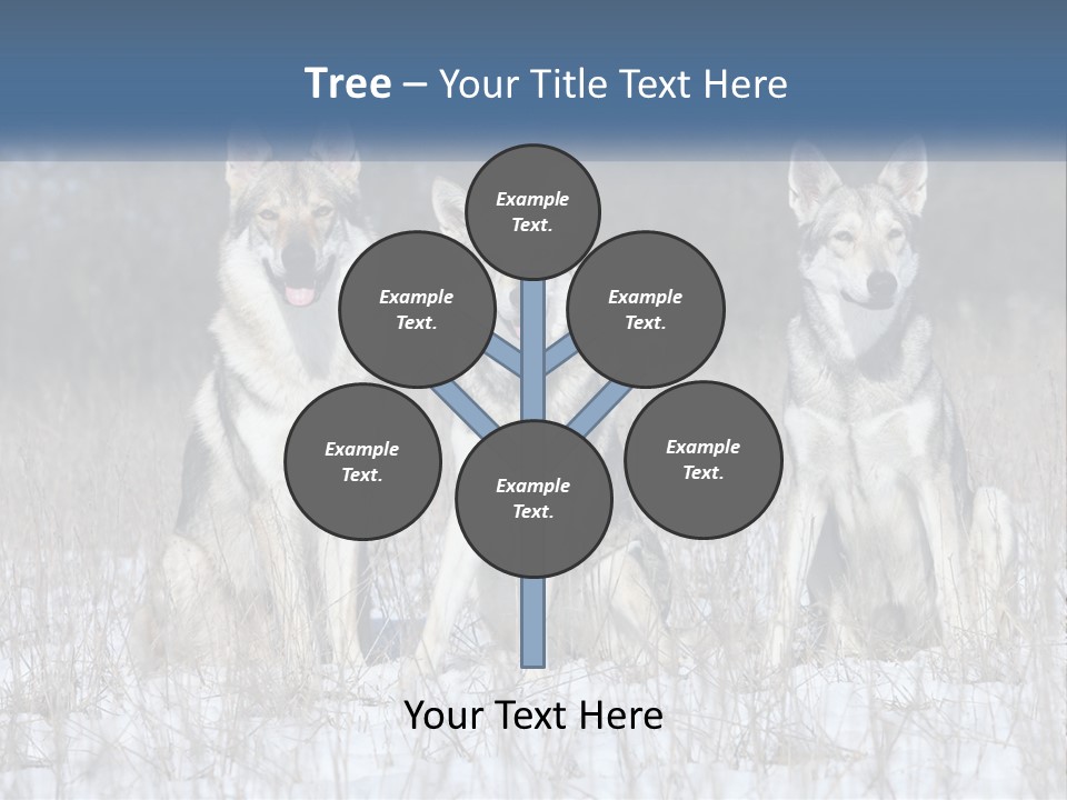 Three Dogs Are Sitting In A Snowy Field PowerPoint Template