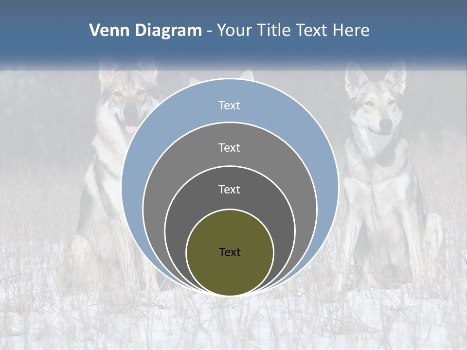 Three Dogs Are Sitting In A Snowy Field PowerPoint Template