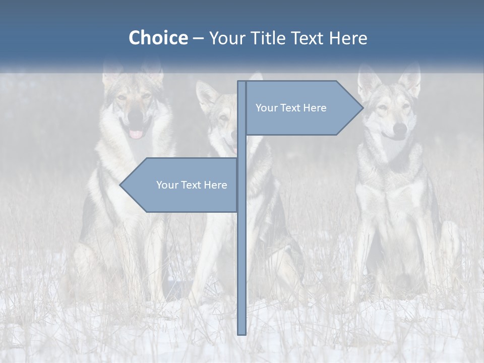 Three Dogs Are Sitting In A Snowy Field PowerPoint Template