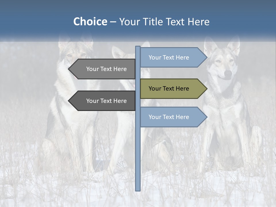 Three Dogs Are Sitting In A Snowy Field PowerPoint Template