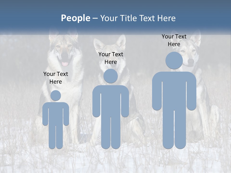Three Dogs Are Sitting In A Snowy Field PowerPoint Template