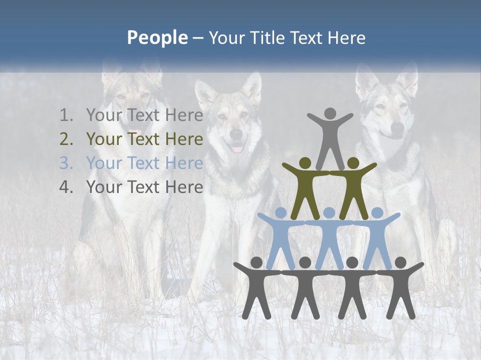 Three Dogs Are Sitting In A Snowy Field PowerPoint Template