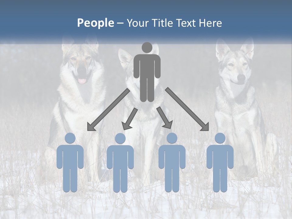 Three Dogs Are Sitting In A Snowy Field PowerPoint Template